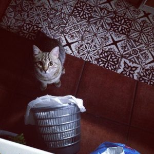 gatos que buscan en la basura