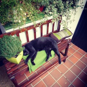 gato tumbado al sol