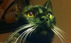 vivir con un gato, adoptar un gato