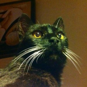 vivir con un gato, adoptar un gato
