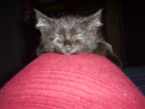 amor de gata