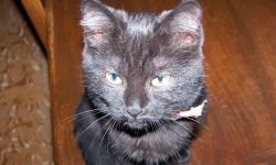 muerte gata