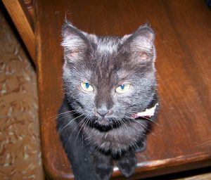 muerte gata
