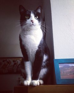 gatos respeto