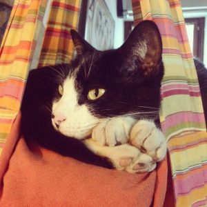 gato descansando
