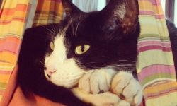 mi gato me pide respeto