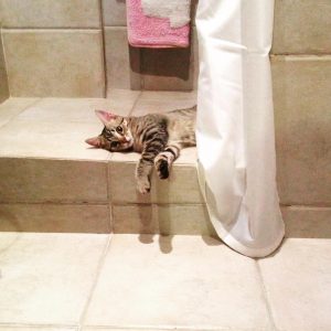 gatos que rompen todo