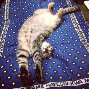 relax gatuno