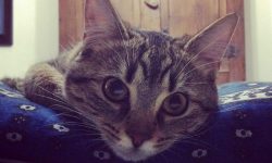 gatos que no quieren que les toquen