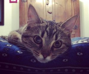 gatos que no quieren que les toquen 