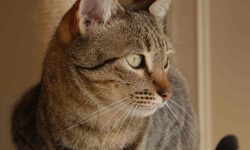 mi gato cumple años