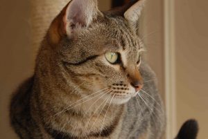 mi gato cumple años 