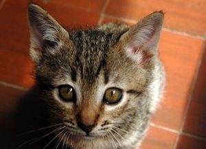 Lindo gatito