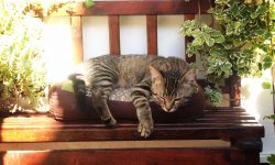 que hago con mi gato en vacaciones