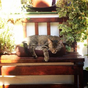 que hago con mi gato en vacaciones