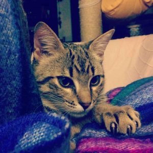 el hijo de mi gata