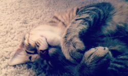 mi gata quiere ser mama