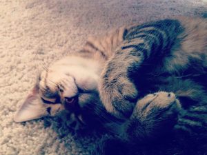mi gata quiere ser mama