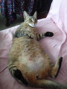 gata preñada