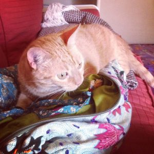 feromonas gato