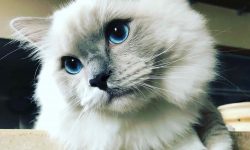 conexión gato