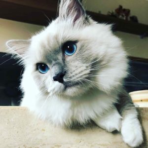 conexión gato 