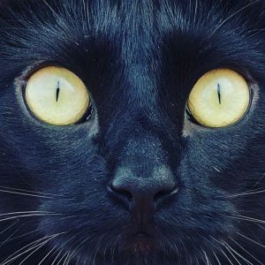 con ojos de gato