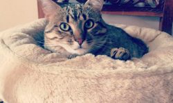 regalo gato