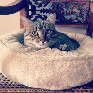 regalo gato