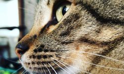 la esterilización de mi gata
