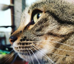 la esterilización de mi gata