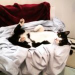 gato descansando