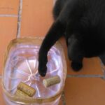 gatos y agua