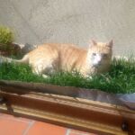 hierba gatera para gatos